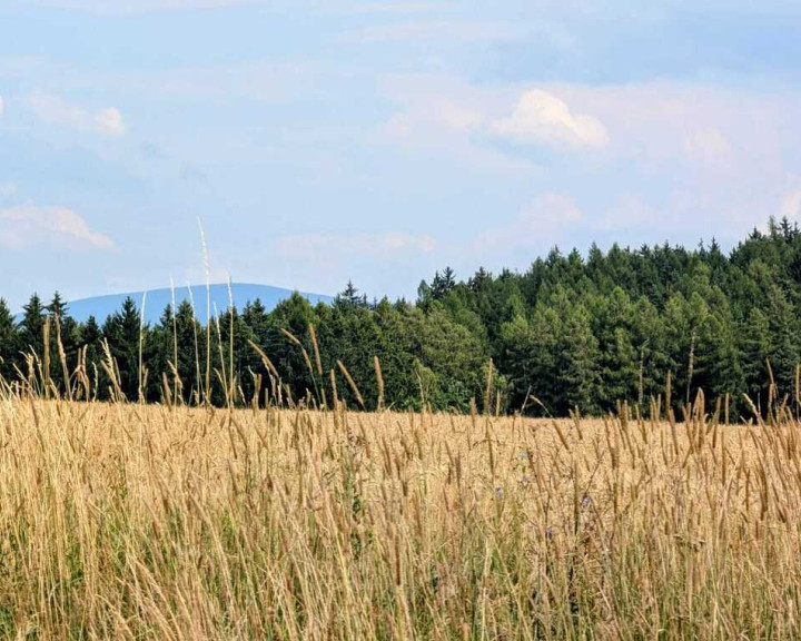 Działka Sprzedaż Wyszki